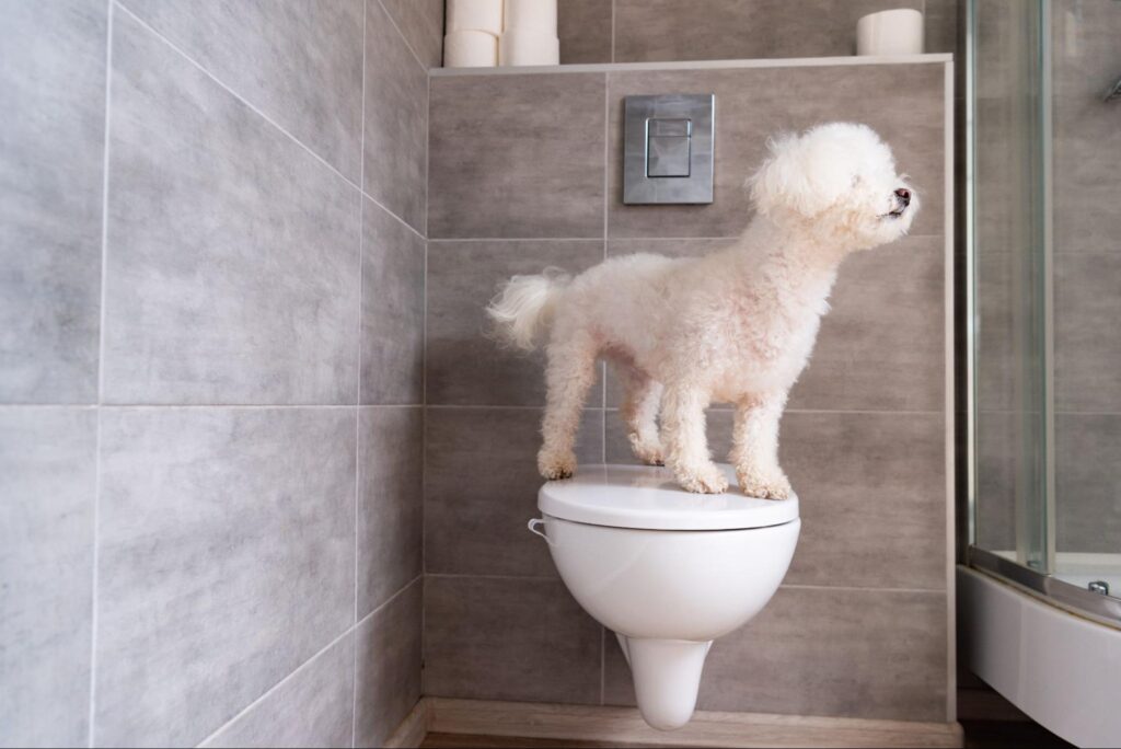 Cách Huấn Luyện Thú Cưng Đi Vệ Sinh Đúng Chỗ Tại Nhà – Dễ Dàng & Hiệu Quả